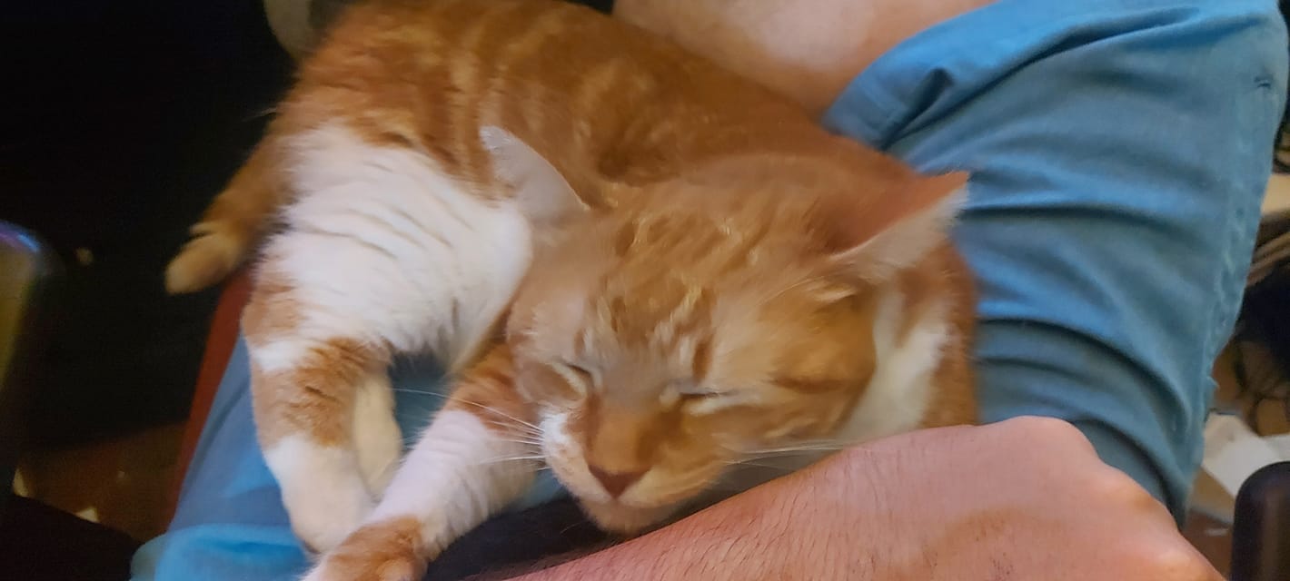 An orange cat sleeps on a lap, Photo 2